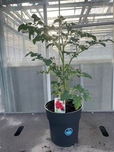 Afbeelding van Tomaat. Cherrytomaat TP23cm